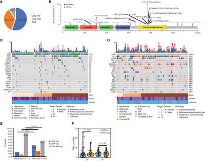 Genomic landscape and efficacy of HER2-targeted therapy in patients with HER2-mutant non-small cell lung cancer